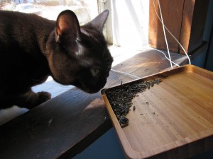 Lucas sniffing tea leaves