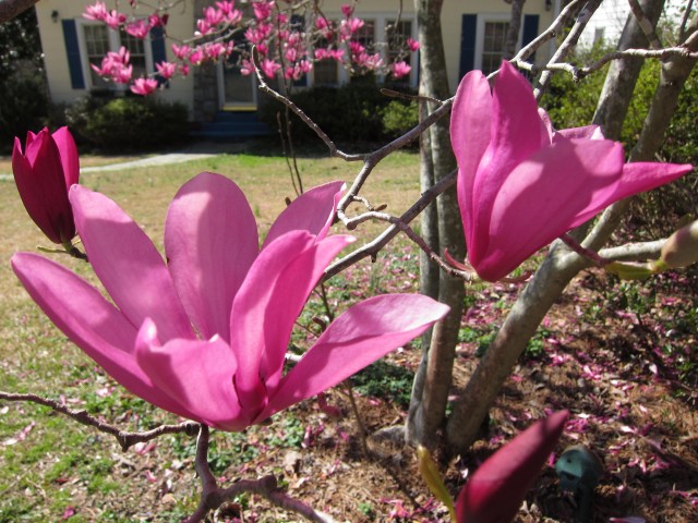 Two pink flowers