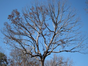 Enormous reaching tree