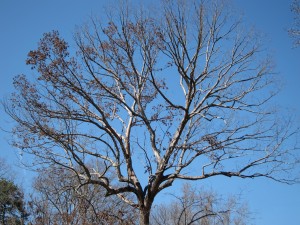 Enormous reaching tree