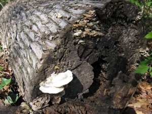 Mushrooms growing on a log