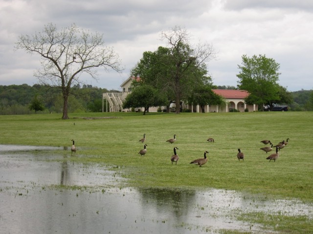 Geese at the wedding