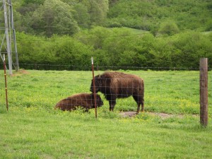 Wedding buffalo