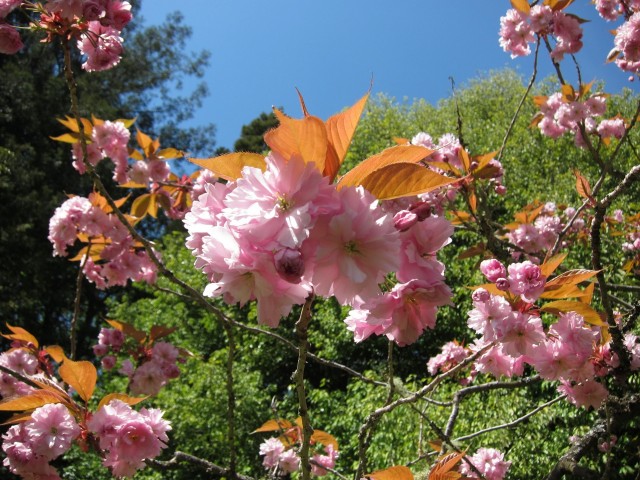 Cherry blossoms in Japanese Gardens