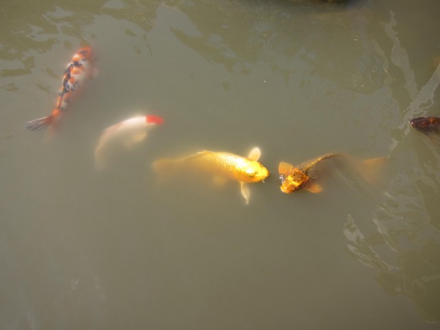 Golden koi in Japanese garden