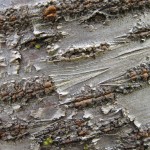 gray bark texture