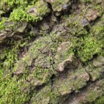 mossy bark texture