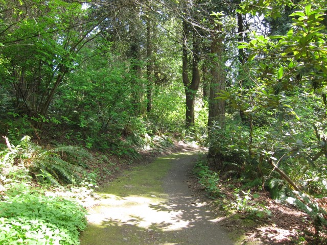 mossy path in arboretum