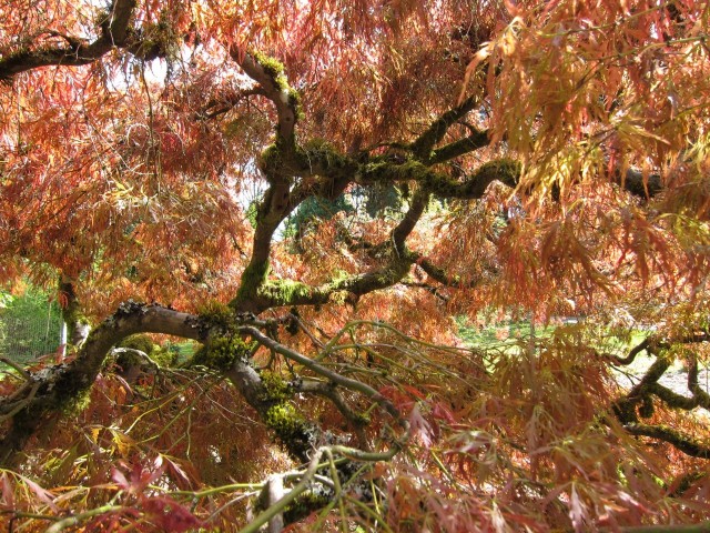 Red Japanese maple tree