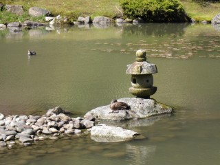 sleeping duck in Japanese garden