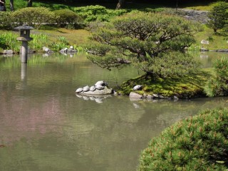 Sleeping turtles in Japanese garden