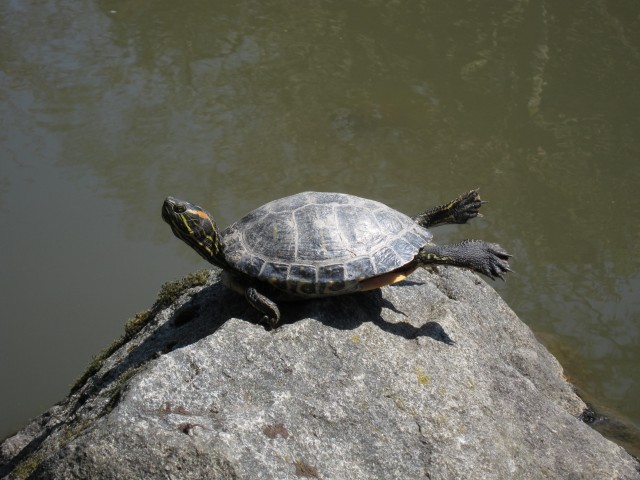 Yoga turtle Seattle Japanese garden