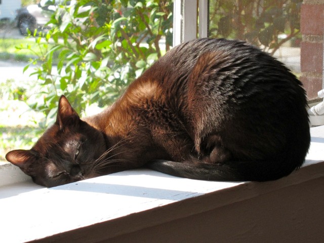 Liam asleep on windowsill