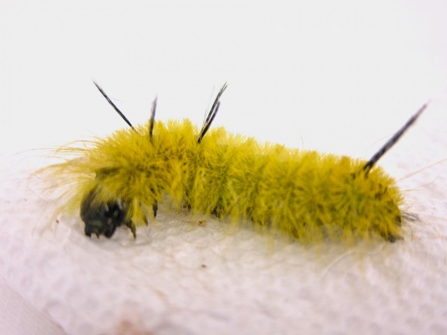 Fuzzy yellow caterpillar