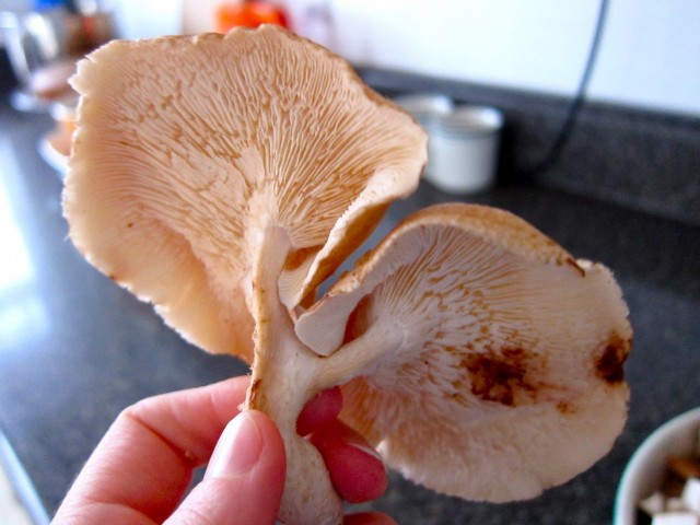 Mutant shiitake