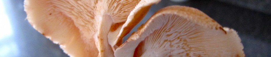 Mutant shiitake