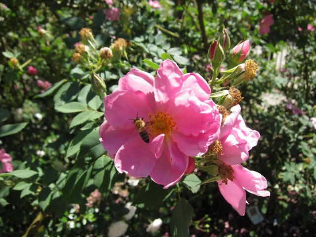 Bee in Dushanbe garden