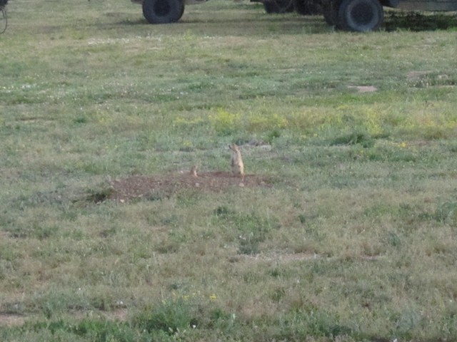 groundhogs outside Upslope